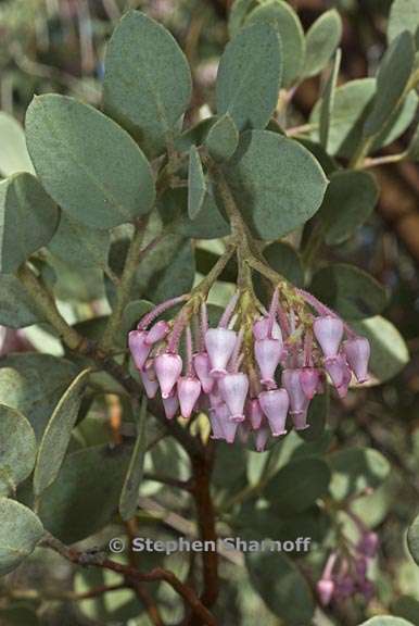 arctostaphylos viscida mariposa 6 graphic